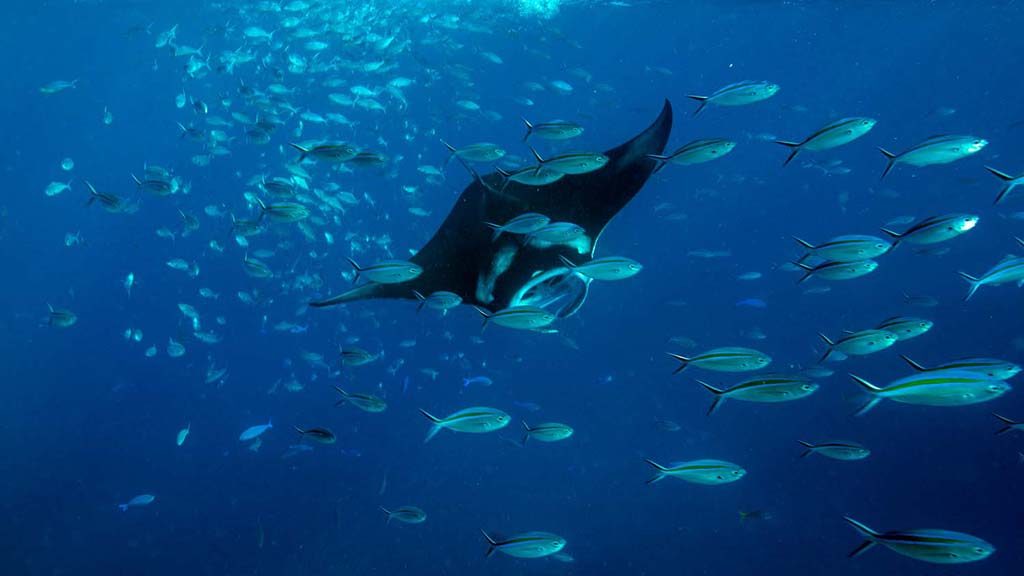 Dive komodo indonesia manta ray credit heather sutton