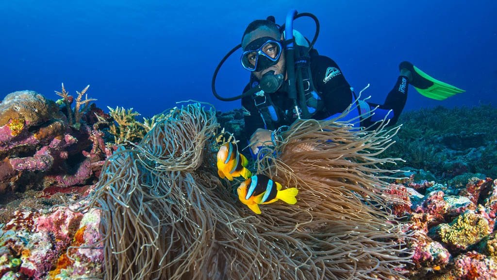 Diveplanit diving vanuatu efate hideaway island west side story dive site jj