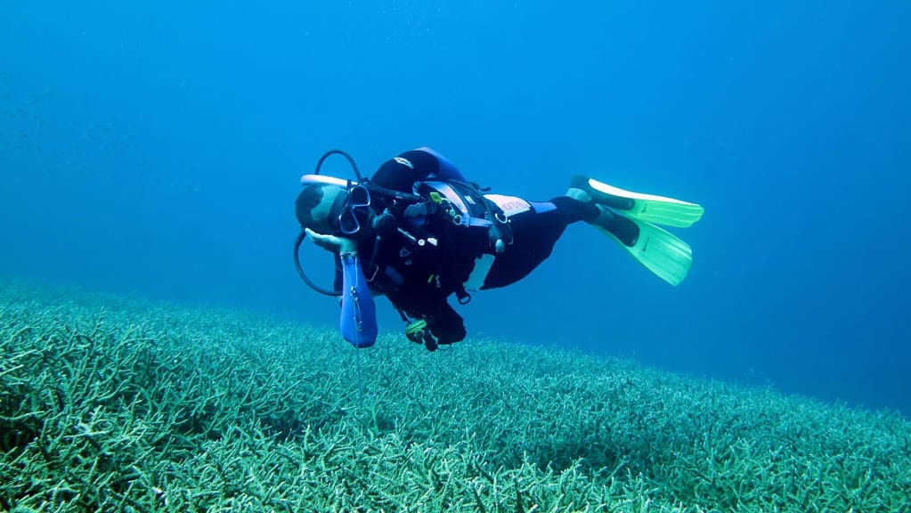 Diveplanit diving vanuatu efate hideaway island west side story dive guide brian
