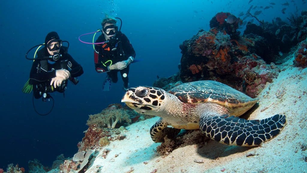 Bali hai diving nusa lembongan bali indonesia watching turtles