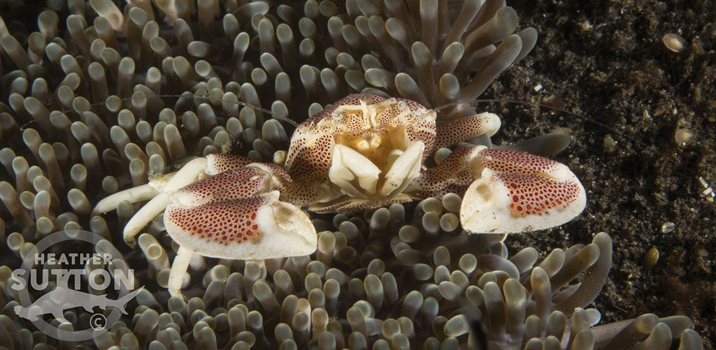 Porcelain crab by heather sutton amed bali