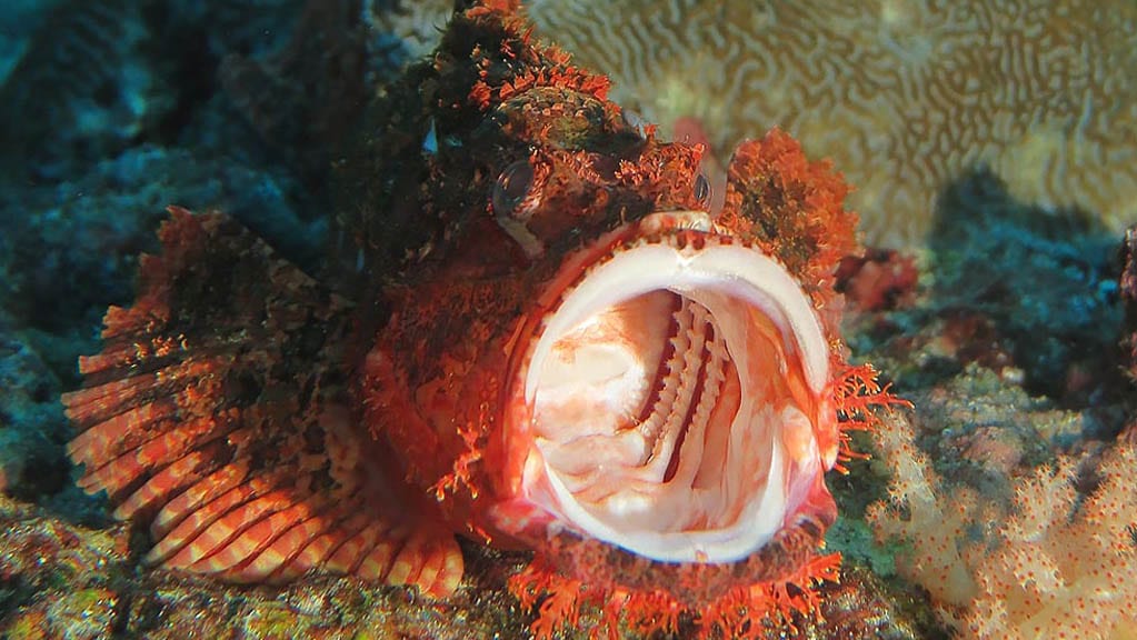 Sea bees liveaboard similan islands surin islands thailand yawning bearded scorpionfish
