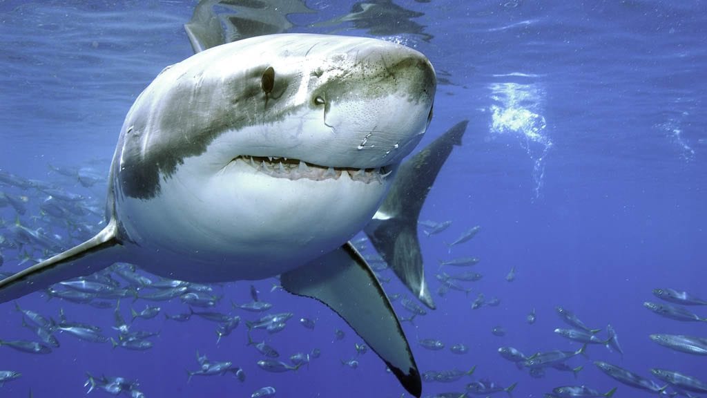 Solmar v liveaboard socorro guadalupe mexico guadalupe shark