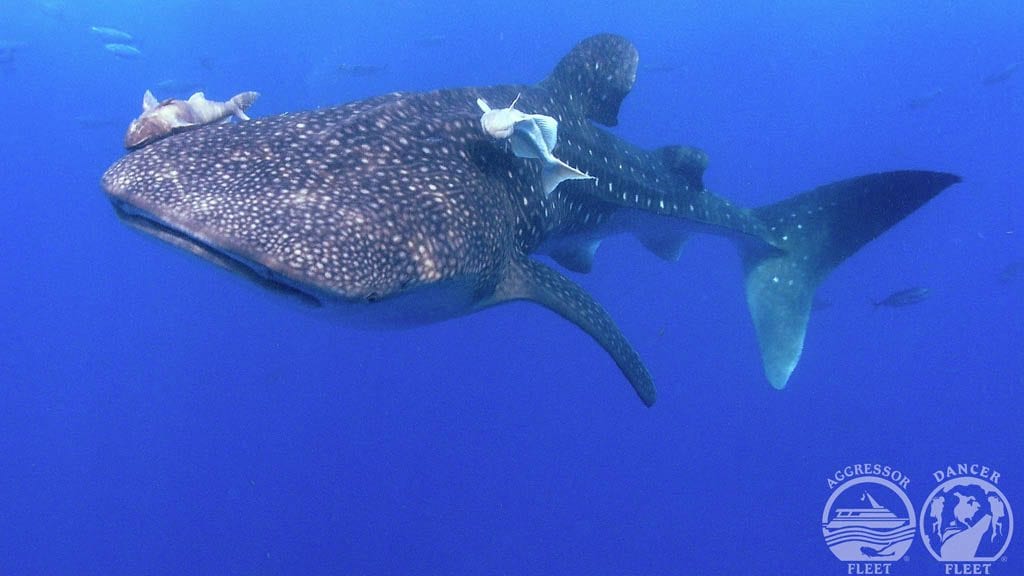 Galapagos Aggressor III liveaboard diving Galapagos Wolf & Darwin - Whale Shark