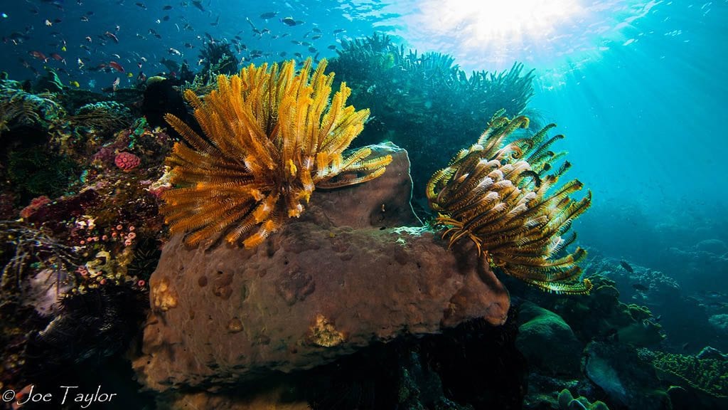 La Galigo Raja Ampat, Labuan Bajo, Ambon, Maumere - Reef