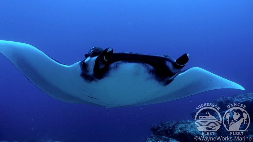 Galapagos Aggressor III liveaboard diving Galapagos Wolf & Darwin - Manta