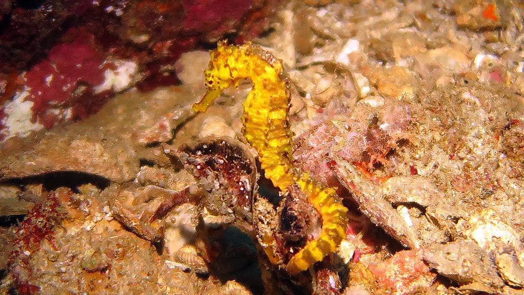 Sea bees liveaboard similan islands surin islands thailand triggertail seahorse