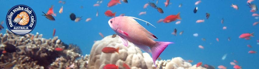 Nautilus Scuba Club Trip Tubbataha Reef 2020