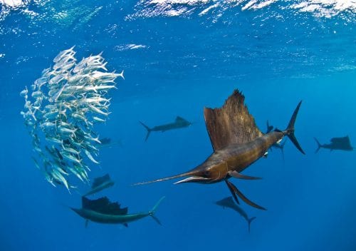 Diving cancun yucatan dive trek sailfish