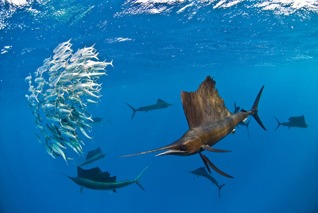 Diving cancun yucatan dive trek sailfish