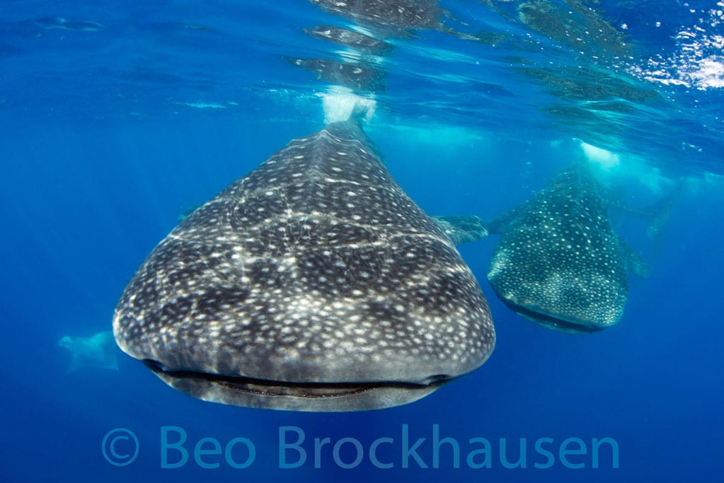 Diving cancun yucatan dive trek whale shark