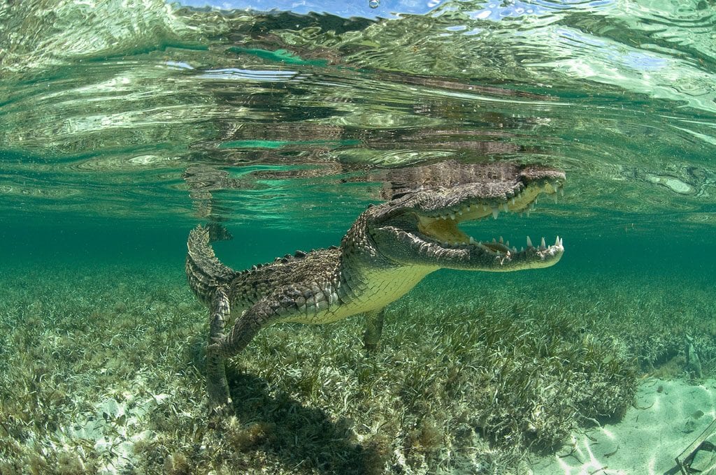 Diving chinchorro yucatan dive trek crocodile