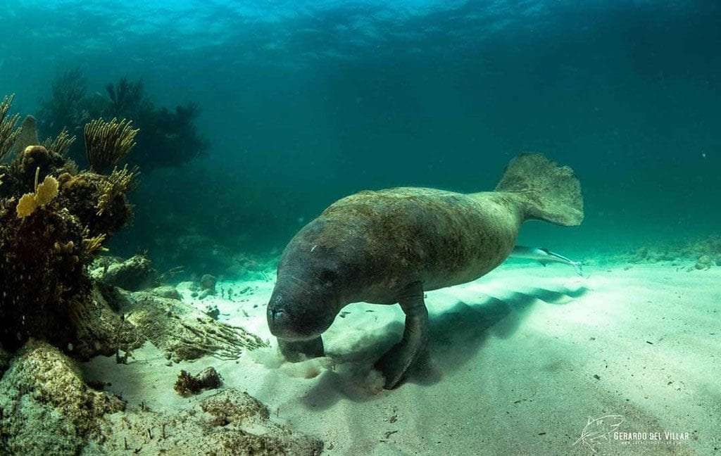 Diving chinchorro yucatan dive trek manatee