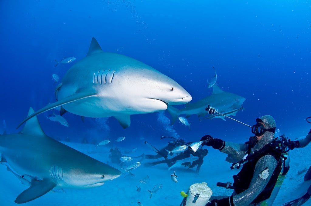 Diving cozumel yucatan dive trek bull shark