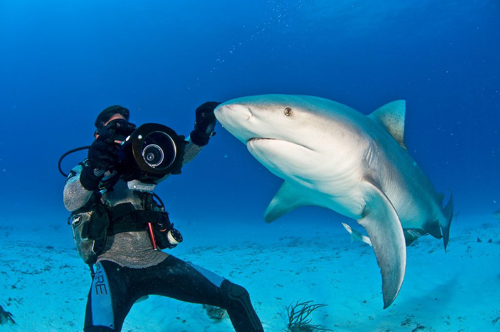 Diving cozumel yucatan dive trek bull shark