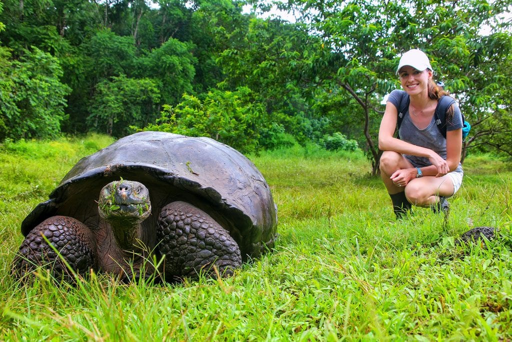 Diving galapagos tortoise shutterstock