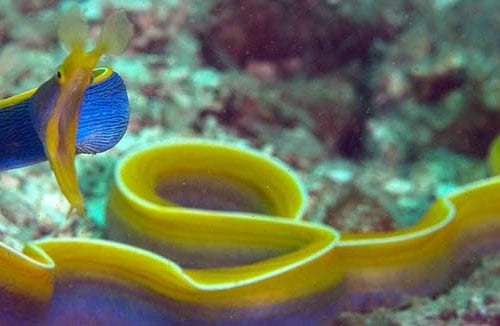 Diving gili islands ribbon eel banner jj