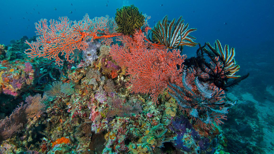 Diving gili islands coral scene jj