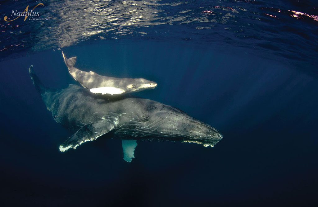 Diving socorro humpback whale credit nautilus liveaboards