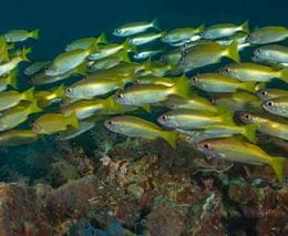 Koh ha schooling snapper