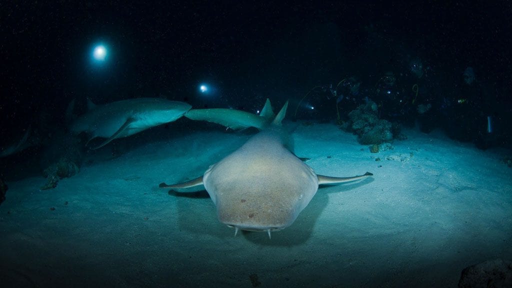 Fulidhoo dive nurse sharks