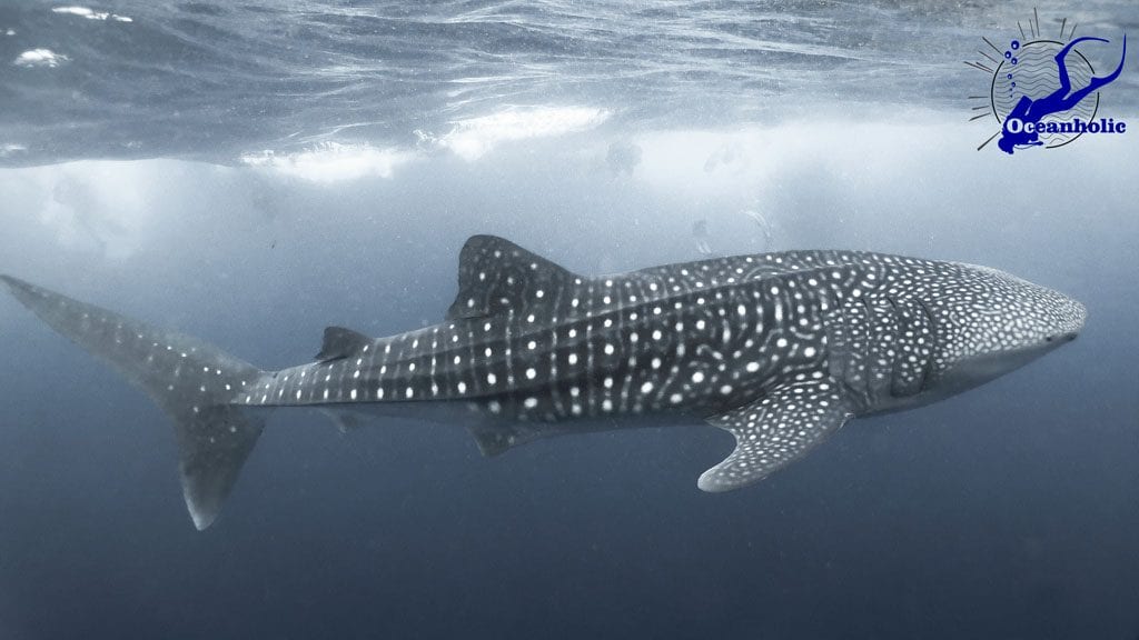 Oceanholic dhigurah south ari atoll maldives whale shark