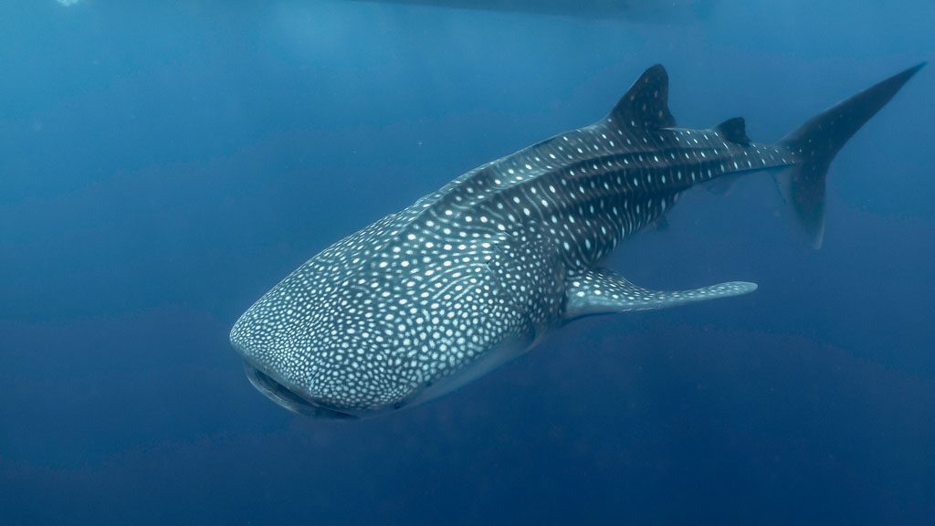 Oceanholic Dive is particularly famous for the resident population of whale sharks