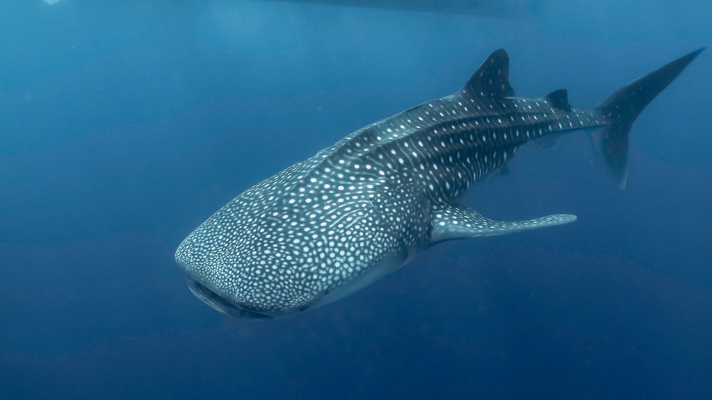 Top 10 Dive Sites in the Maldives - Whale Shark Point (Ari Atoll)