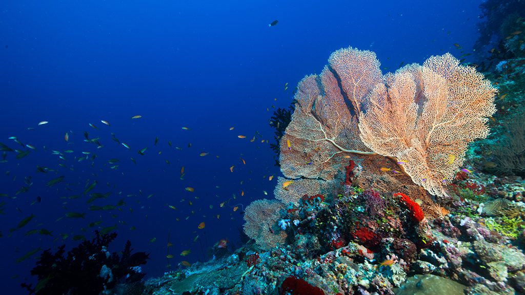 11 emperor voyager liveaboard central atolls maldives fan coral