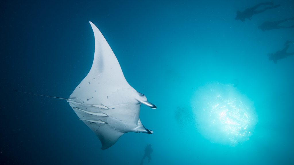 11 emperor voyager liveaboard central atolls maldives manta