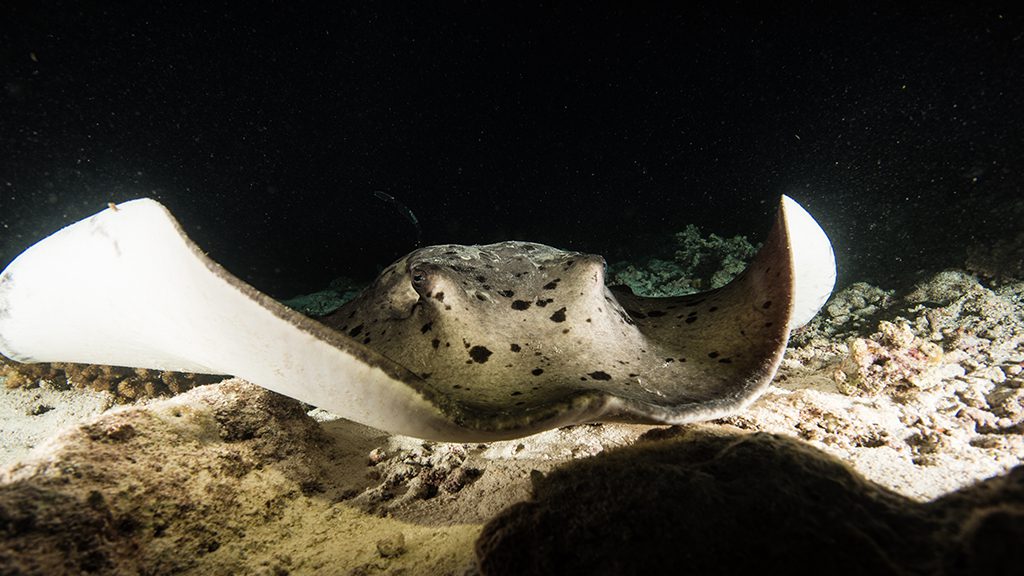 11 emperor voyager liveaboard central atolls maldives marble sting ray