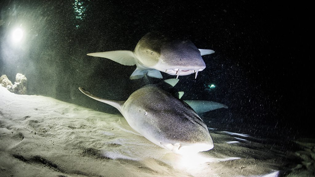11 emperor voyager liveaboard central atolls maldives nurse sharks