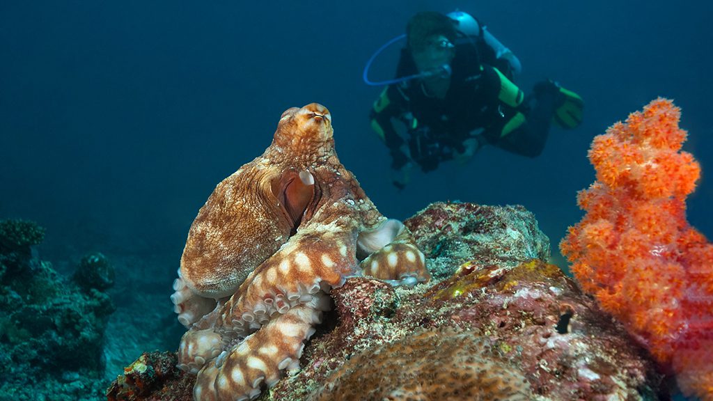 11 emperor voyager liveaboard central atolls maldives octopus diver
