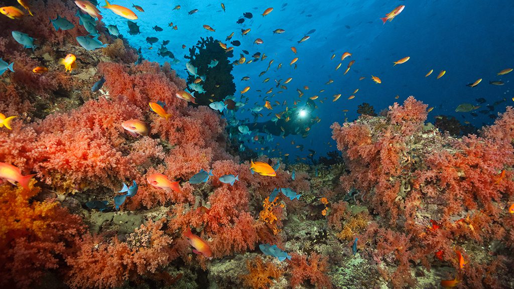 11 emperor voyager liveaboard central atolls maldives soft coral