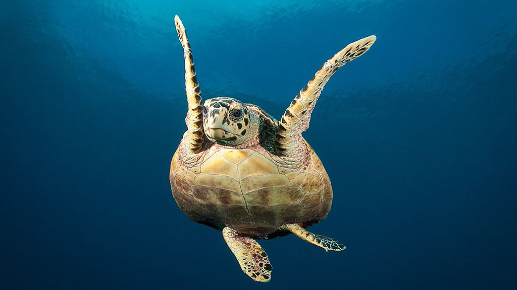 11 emperor voyager liveaboard central atolls maldives turtle