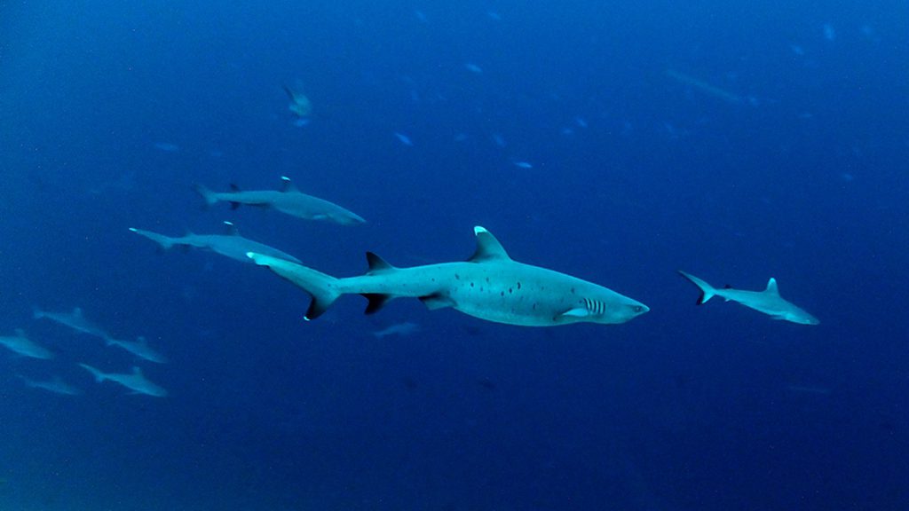11 emperor voyager liveaboard central atolls maldives white tip sharks