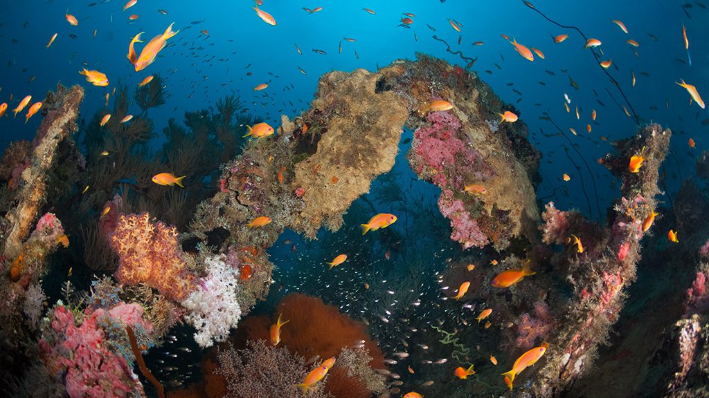 11 emperor voyager liveaboard central atolls maldives wreck