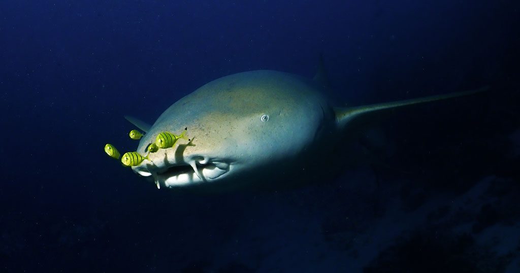 Fulidhoo dive nurse shark opengraph