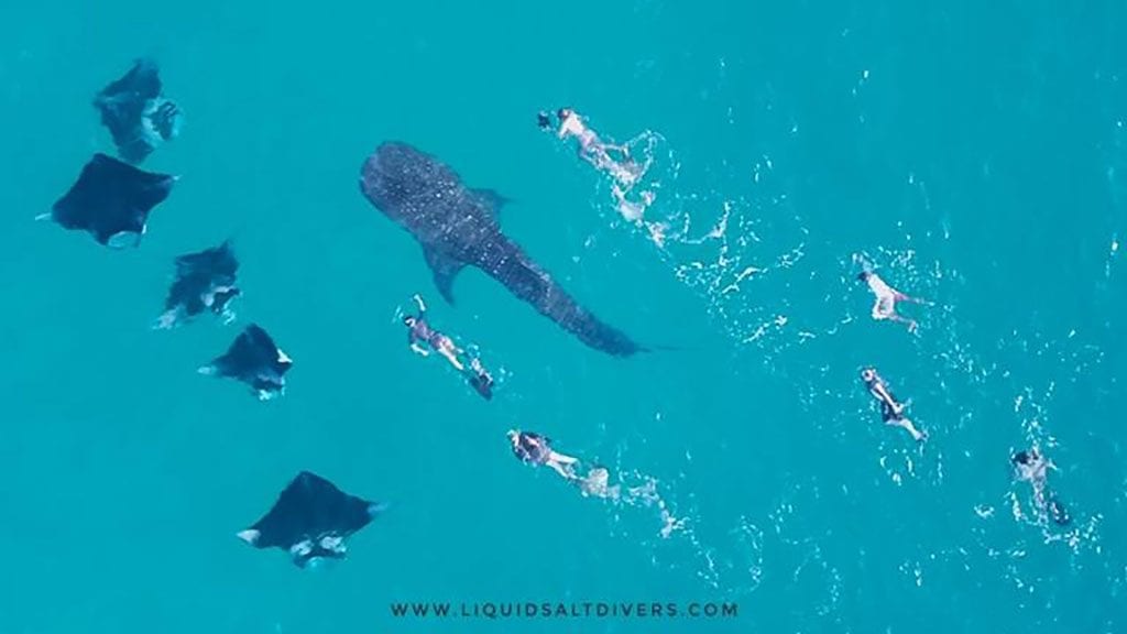 Liquid salt divers aveyla resort whale shark snorkelers and mantas