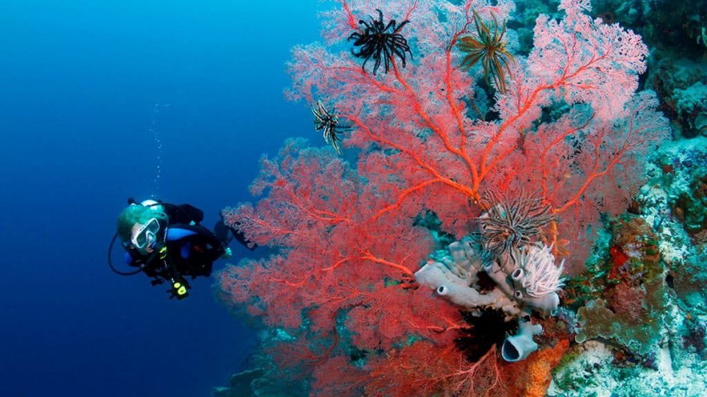 Diver with fan crinoids photo walt stearns mg