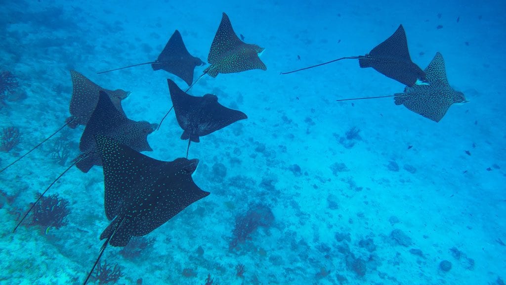 Fulidhoo dive eagle rays