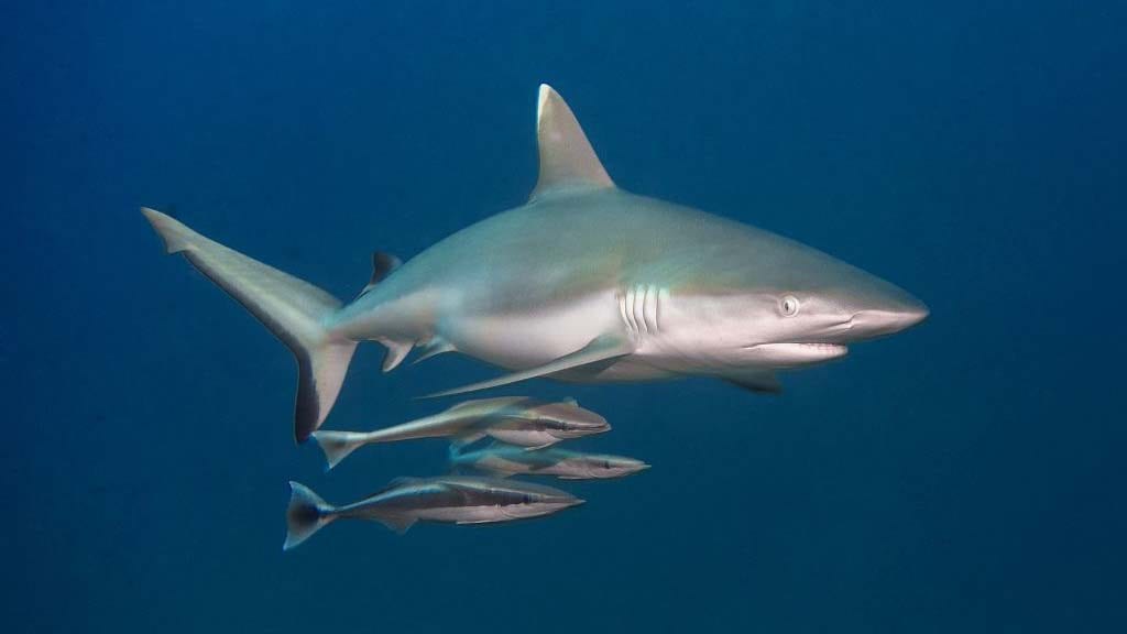 Emperor Explorer Liveaboard – Best Maldives dive itineraries deep south sharks