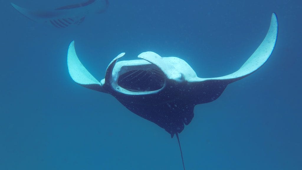 Fulidhoo dive mantas