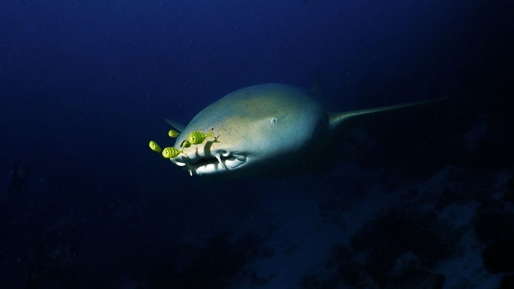 Fulidhoo dive nurse shark