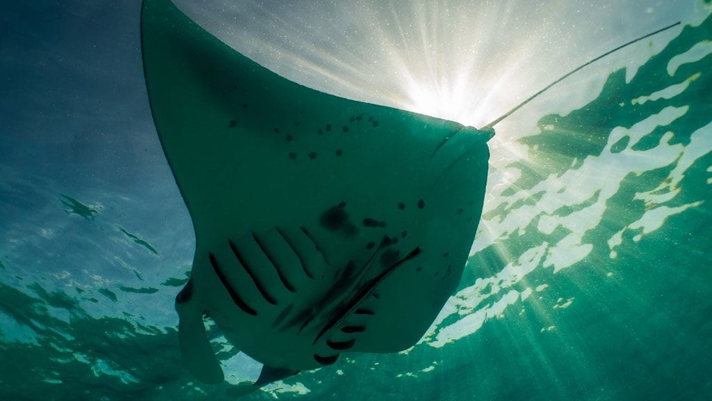 Oceanholic dhigurah south ari atoll maldives whale shark