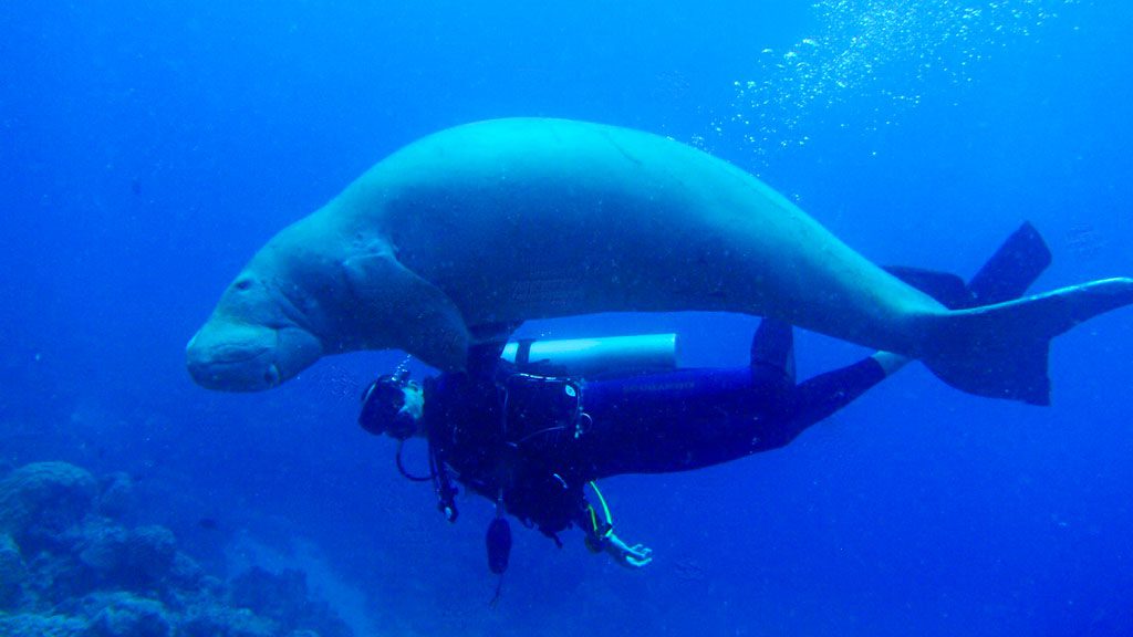 Big Blue Vanuatu dugong & diver1024