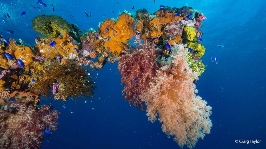 Dive truk lagoon blue lagoon dive resort credit craig taylor coral