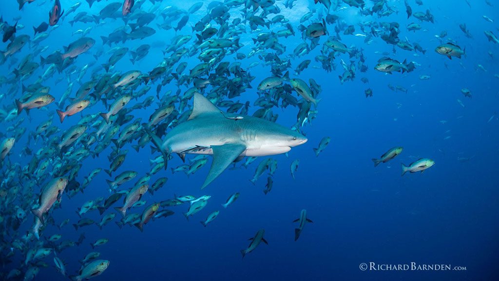 Reef shark palau sams tours by richard barnden
