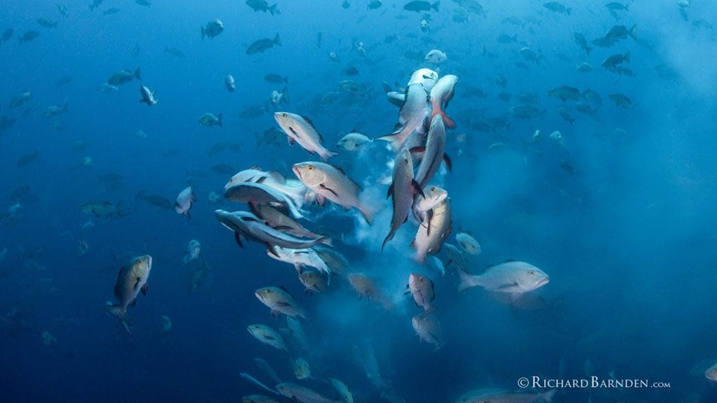 Snapper spawning palau sams tours by richard barnden