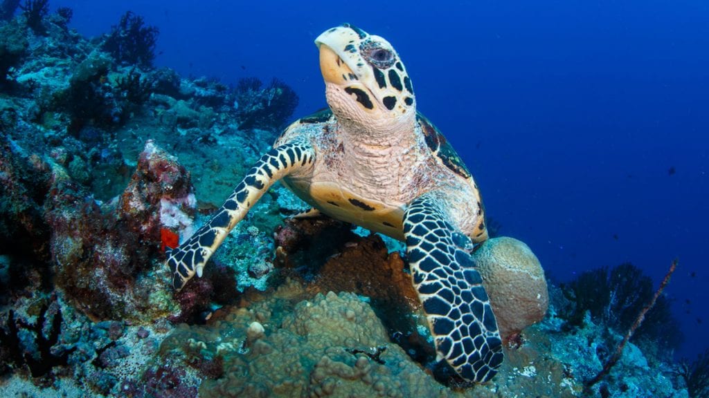 Turtle on reef papua new guinea turtle conservation lissenung island credit grant thomas